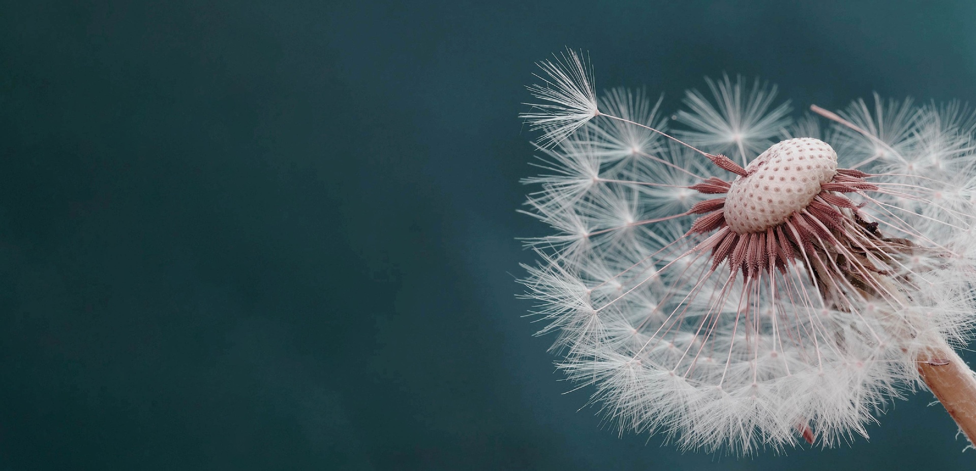 Flor de diente de león separandose