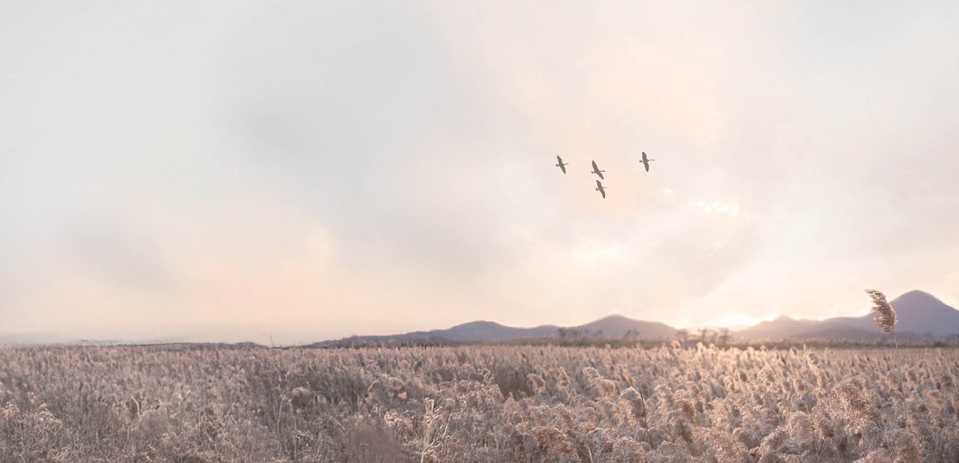 Pradera serena para acompañamiento en duelo