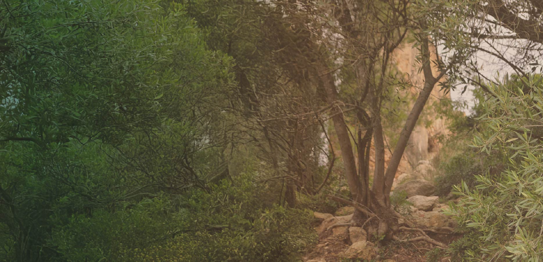 El Mapa Sistémico Transpersonal