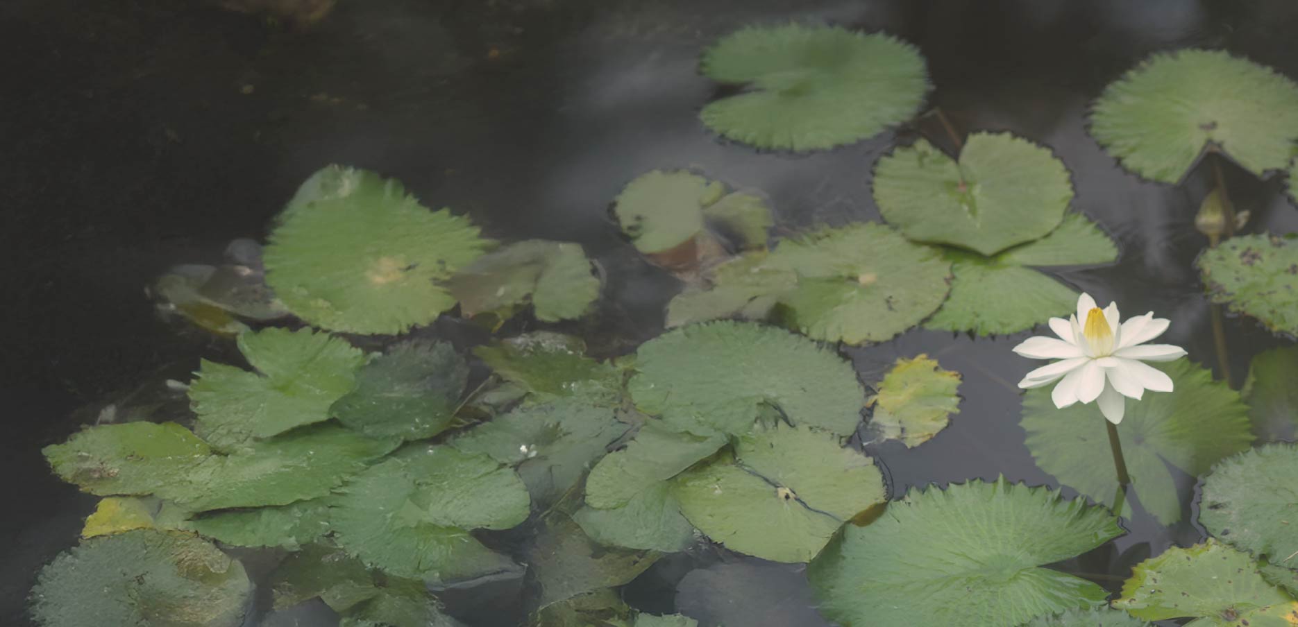 Más allá de la herida